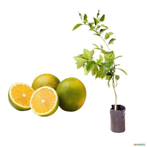 Muda de Laranja Pera Rio - Enxertada  Altura de 0,40 cm a 0,80 cm Imagem Muda de Laranja Pera Rio - Enxertada  Altura de 0,40 cm a 0,80 cm