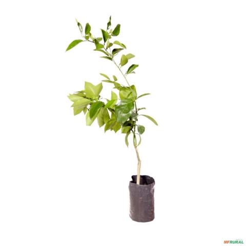 Imagem Muda de Laranja Pera Rio - Enxertada  Altura de 0,40 cm a 0,80 cm Imagem Muda de Laranja Pera Rio - Enxertada  Altura de 0,40 cm a 0,80 cm