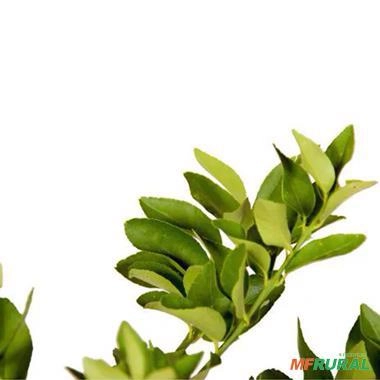 Imagem Muda de Laranja Pera Rio - Enxertada  Altura de 0,40 cm a 0,80 cm Imagem Muda de Laranja Pera Rio - Enxertada  Altura de 0,40 cm a 0,80 cm