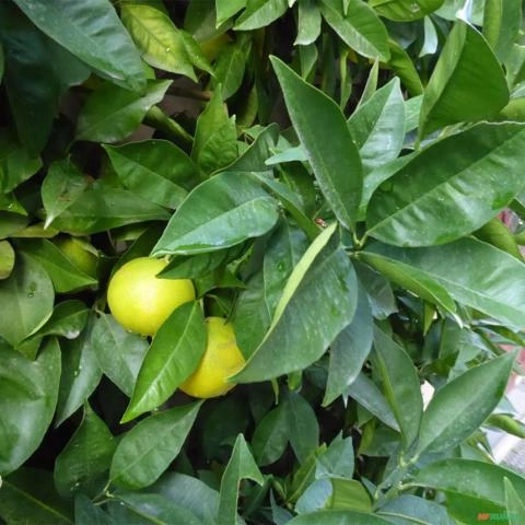 Imagem Muda de Laranja Pera Rio - Enxertada  Altura de 0,40 cm a 0,80 cm Imagem Muda de Laranja Pera Rio - Enxertada  Altura de 0,40 cm a 0,80 cm