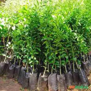 Imagem Muda de Laranja Pera Rio - Enxertada  Altura de 0,40 cm a 0,80 cm Imagem Muda de Laranja Pera Rio - Enxertada  Altura de 0,40 cm a 0,80 cm