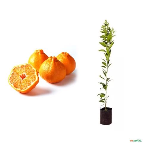 Muda de Ponkan Dekopon - Enxertada Altura de 0,40 cm a 0,80 cm Imagem Muda de Ponkan Dekopon - Enxertada Altura de 0,40 cm a 0,80 cm