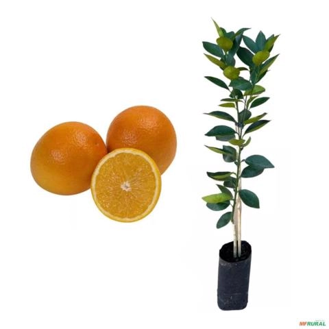 Muda de Laranja Charmute - Enxertada  Altura de 0,40 cm a 0,80 cm Imagem Muda de Laranja Charmute - Enxertada  Altura de 0,40 cm a 0,80 cm