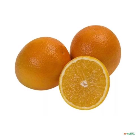 Imagem Muda de Laranja Charmute - Enxertada  Altura de 0,40 cm a 0,80 cm Imagem Muda de Laranja Charmute - Enxertada  Altura de 0,40 cm a 0,80 cm