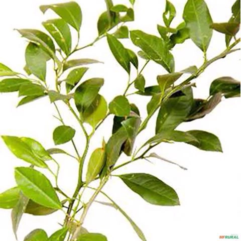 Imagem Muda de Laranja Charmute - Enxertada  Altura de 0,40 cm a 0,80 cm Imagem Muda de Laranja Charmute - Enxertada  Altura de 0,40 cm a 0,80 cm