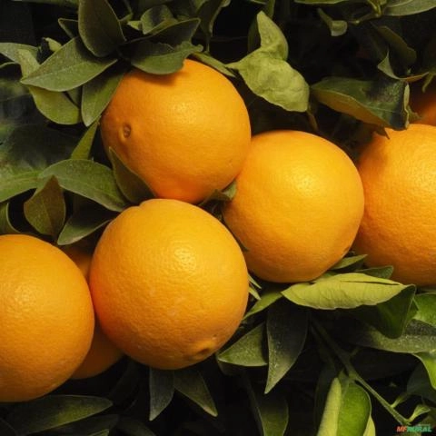 Imagem Muda de Laranja Charmute - Enxertada  Altura de 0,40 cm a 0,80 cm Imagem Muda de Laranja Charmute - Enxertada  Altura de 0,40 cm a 0,80 cm