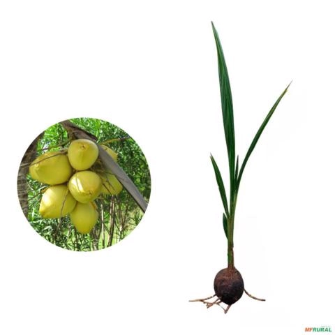 Muda de Coco Anão Verde Precoce na Castanha de 40 a 80 cm Imagem Muda de Coco Anão Verde Precoce na Castanha de 40 a 80 cm