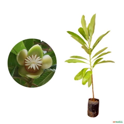 Muda de Dilenia Altura de 0,40 cm a 0,80 cm Imagem Muda de Dilenia Altura de 0,40 cm a 0,80 cm