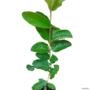 Muda de Goiaba Tailandesa Enxertada de 40 a 80 cm Imagem Muda de Goiaba Tailandesa Enxertada de 40 a 80 cm
