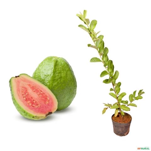 Muda de Goiaba Vermelha de 40 a 80 cm Imagem Muda de Goiaba Vermelha de 40 a 80 cm