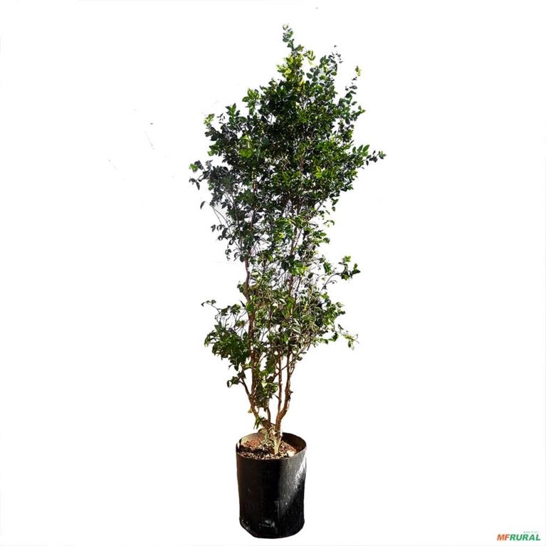 Muda de Jabuticaba Híbrida Produzindo Altura 1,5 m a 1,8 m Imagem Muda de Jabuticaba Híbrida Produzindo Altura 1,5 m a 1,8 m