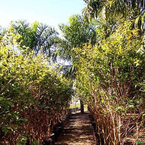 Imagem Muda de Jabuticaba Híbrida Produzindo Altura 1,5 m a 1,8 m Imagem Muda de Jabuticaba Híbrida Produzindo Altura 1,5 m a 1,8 m