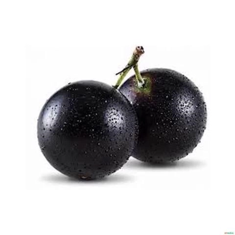 Imagem Muda de Jabuticaba Híbrida Produzindo Altura 1,5 m a 1,8 m Imagem Muda de Jabuticaba Híbrida Produzindo Altura 1,5 m a 1,8 m