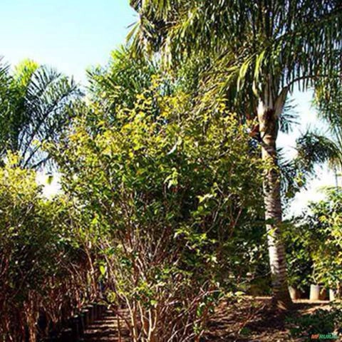 Imagem Muda de Jabuticaba Híbrida Produzindo Altura 1,5 m a 1,8 m Imagem Muda de Jabuticaba Híbrida Produzindo Altura 1,5 m a 1,8 m