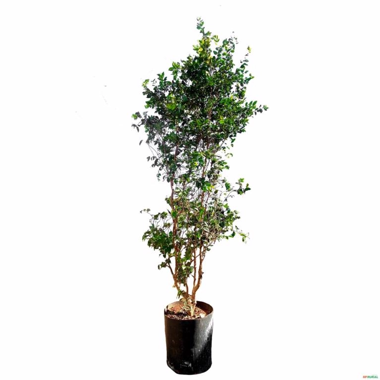 Muda de Jabuticaba Hibrida Produzindo Altura Acima de 2 metros Imagem Muda de Jabuticaba Hibrida Produzindo Altura Acima de 2 metros