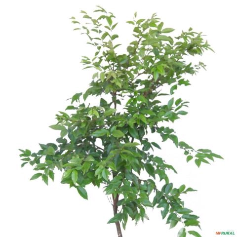 Imagem Muda de Jabuticaba Hibrida Produzindo Altura Acima de 2 metros Imagem Muda de Jabuticaba Hibrida Produzindo Altura Acima de 2 metros