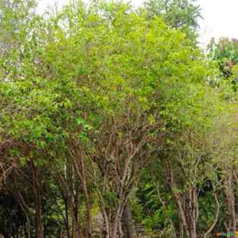 Imagem Muda de Jabuticaba Hibrida Produzindo Altura Acima de 2 metros Imagem Muda de Jabuticaba Hibrida Produzindo Altura Acima de 2 metros