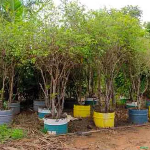 Imagem Muda de Jabuticaba Hibrida Produzindo Altura Acima de 2 metros Imagem Muda de Jabuticaba Hibrida Produzindo Altura Acima de 2 metros