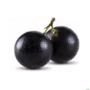 Muda de Jabuticaba Híbrida Produzindo Acima de 2 m Imagem Muda de Jabuticaba Híbrida Produzindo Acima de 2 m