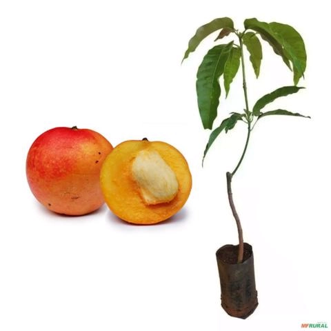 Muda de Manga Maça de 80cm a 1,20m - | Doce, produtiva e resistente Imagem Muda de Manga Maça de 80cm a 1,20m - | Doce, produtiva e resistente