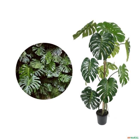 Muda de Costela de Adão Altura de 0,40 cm a 0,80 cm Imagem Muda de Costela de Adão Altura de 0,40 cm a 0,80 cm