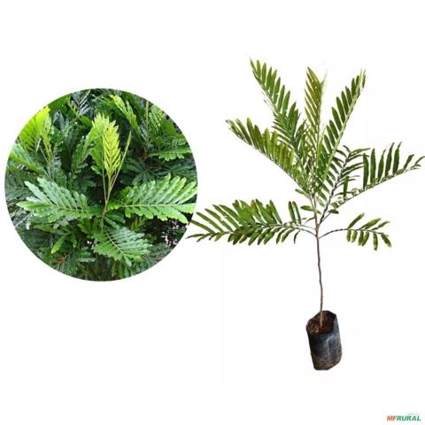 Muda De Árvore Samambaia Altura De 80cm s 120cm Imagem Muda De Árvore Samambaia Altura De 80cm s 120cm