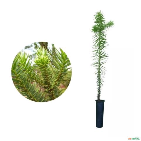 Muda de Araucária de 40 a 80 cm Imagem Muda de Araucária de 40 a 80 cm