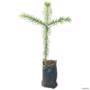 Muda de Araucária de 40 a 80 cm Imagem Muda de Araucária de 40 a 80 cm