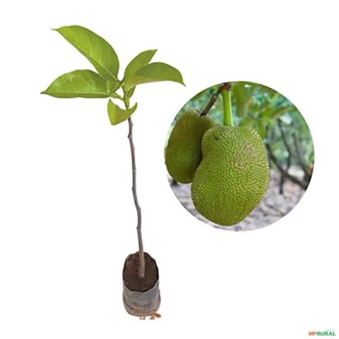 Muda de Jaca Mole de 1 m Imagem Muda de Jaca Mole de 1 m