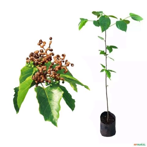 Muda de Uva Japonesa de 1 a 1,5 m Imagem Muda de Uva Japonesa de 1 a 1,5 m