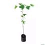 Muda de Uva Japonesa de 1 a 1,5 m Imagem Muda de Uva Japonesa de 1 a 1,5 m