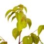 Muda de Uva Japonesa de 1 a 1,5 m Imagem Muda de Uva Japonesa de 1 a 1,5 m
