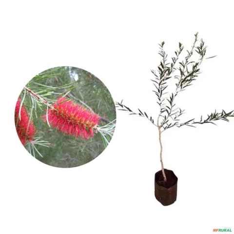 Muda de Escova de Garrafa (Callistemon) de 40 a 80 cm Imagem Muda de Escova de Garrafa (Callistemon) de 40 a 80 cm