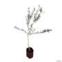 Muda de Escova de Garrafa (Callistemon) de 40 a 80 cm Imagem Muda de Escova de Garrafa (Callistemon) de 40 a 80 cm