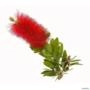 Muda de Escova de Garrafa (Callistemon) de 40 a 80 cm Imagem Muda de Escova de Garrafa (Callistemon) de 40 a 80 cm