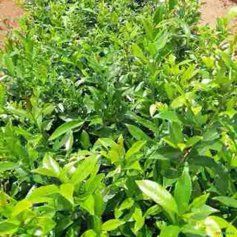Imagem Muda de Chá De Bugre Altura de 0,40 cm a 0,80 cm Imagem Muda de Chá De Bugre Altura de 0,40 cm a 0,80 cm