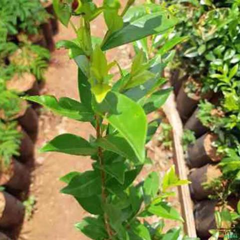 Imagem Muda de Chá De Bugre Altura de 0,40 cm a 0,80 cm Imagem Muda de Chá De Bugre Altura de 0,40 cm a 0,80 cm