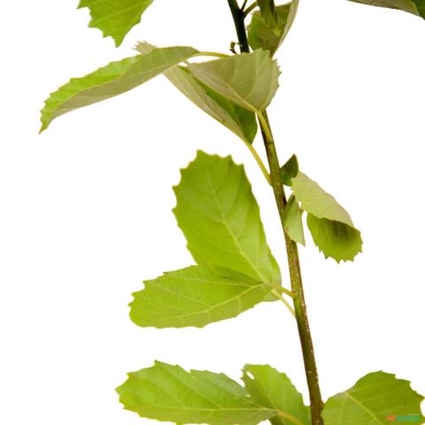 Imagem Muda de Chá De Bugre Altura de 0,40 cm a 0,80 cm Imagem Muda de Chá De Bugre Altura de 0,40 cm a 0,80 cm