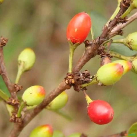 Imagem Muda de Chá De Bugre Altura de 0,40 cm a 0,80 cm Imagem Muda de Chá De Bugre Altura de 0,40 cm a 0,80 cm