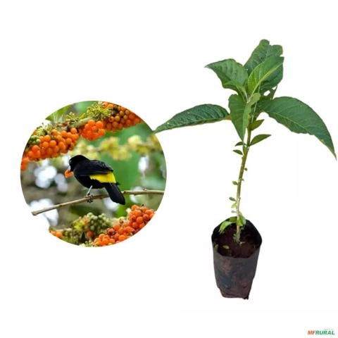 Muda de Fruta Sabiá de 40 a 80 cm Imagem Muda de Fruta Sabiá de 40 a 80 cm