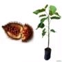 Muda de Urucum (Coloral) de 40 a 80 cm Imagem Muda de Urucum (Coloral) de 40 a 80 cm