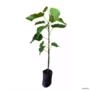 Muda de Urucum (Coloral) de 40 a 80 cm Imagem Muda de Urucum (Coloral) de 40 a 80 cm