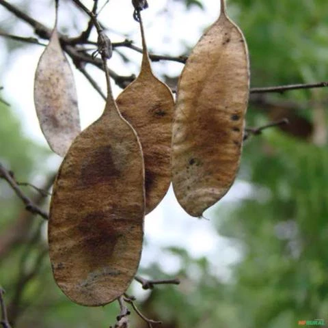 Muda de Jacarandá Bahia de 0,60 cm a 1,20 m