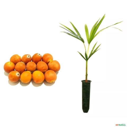 Muda de Coqueiro Jerivá de 1 a 1,5 m Imagem Muda de Coqueiro Jerivá de 1 a 1,5 m