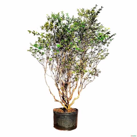 Muda Jabuticaba Olho De Boi Em Ciclo Produtivo Imagem Muda Jabuticaba Olho De Boi Em Ciclo Produtivo