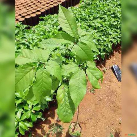 Muda de Ipê Rosa Altura de 0,40 cm a 0,80 cm