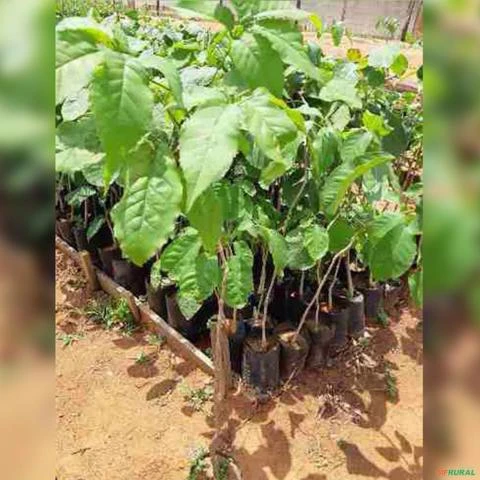 Muda de Ipê Rosa Altura de 0,40 cm a 0,80 cm