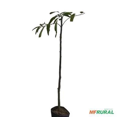 Muda de Manga Bourbon Enxertada Altura 0,30 cm a 0,80 cm