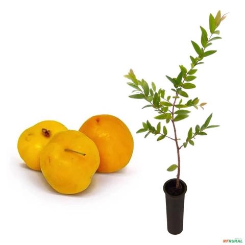 Muda De Uvaia Doce Altura de 0,40 cm a 0,80 cm Imagem Muda De Uvaia Doce Altura de 0,40 cm a 0,80 cm