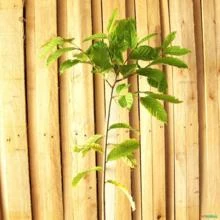 Muda de Jequitiba Branco Altura de 0,40 cm a 0,80 cm